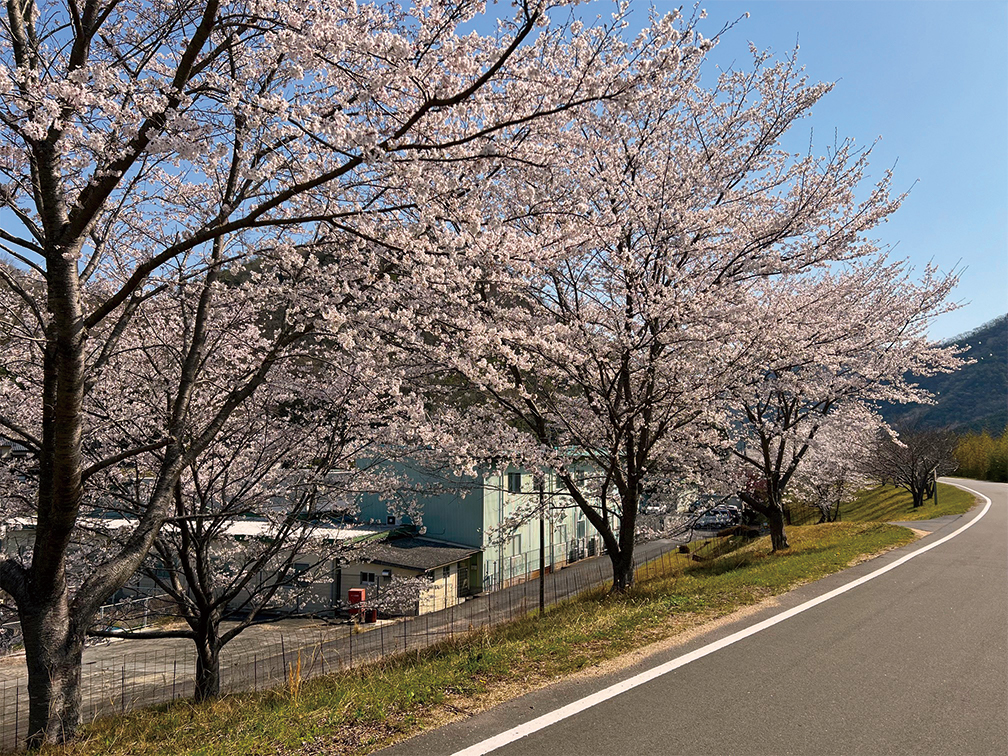 桜並木-01