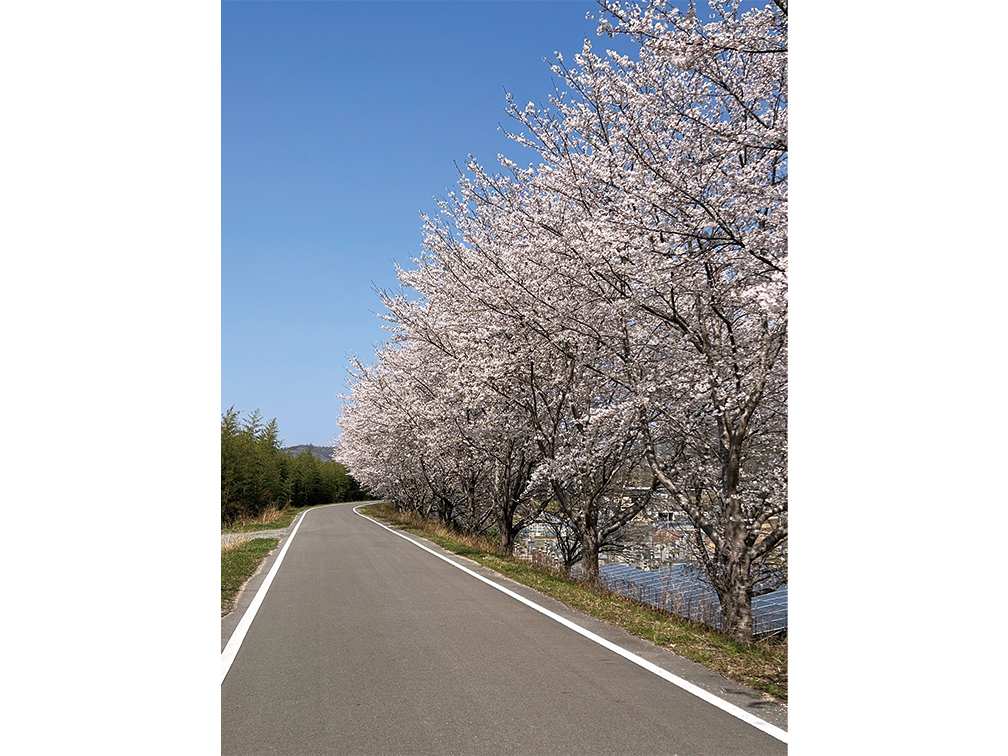 桜並木-02